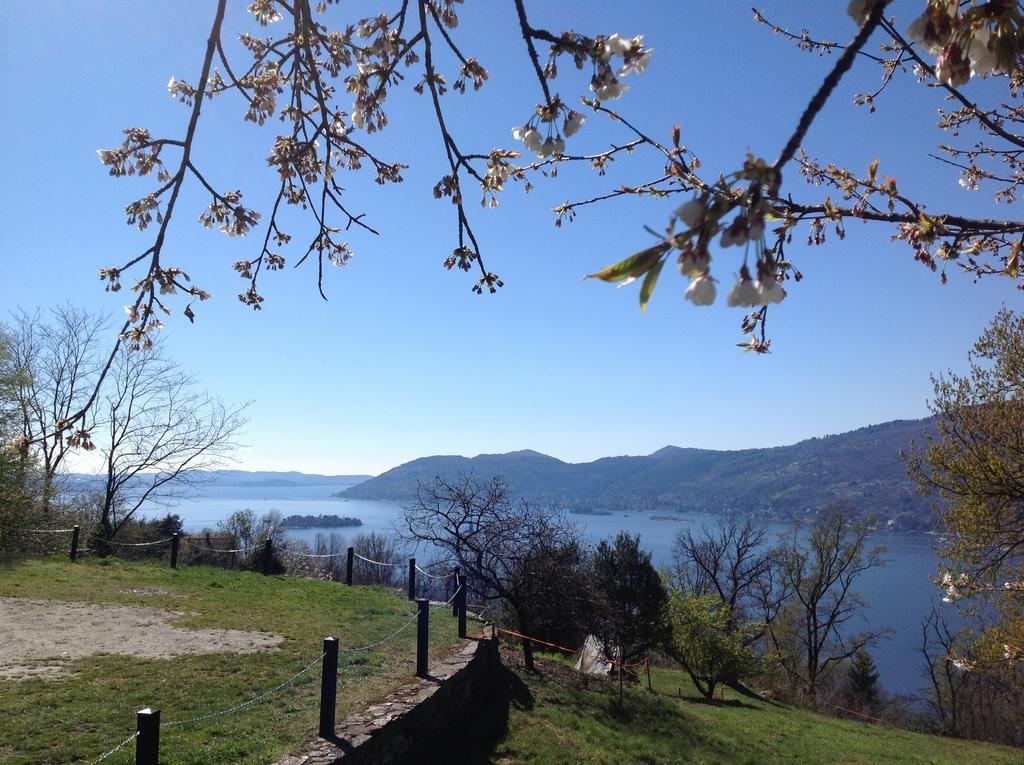 Il Ciliegio Selvatico